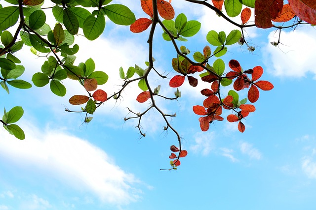 Sheets Autumn Almond Tree - Free photo on Pixabay - Pixabay