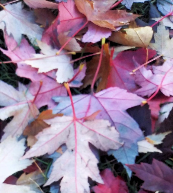 Free Autumn Fall photo and picture