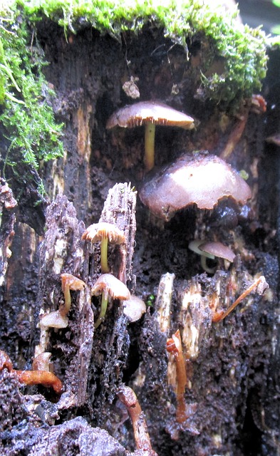 Free Mushroom Village photo and picture