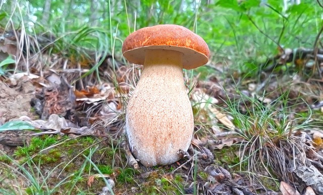 Free Mushrooms Berries photo and picture