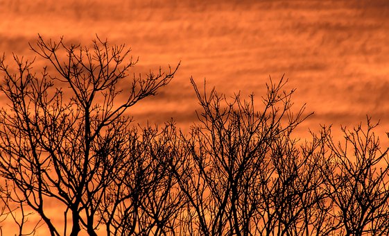 Free Sunset Trees photo and picture