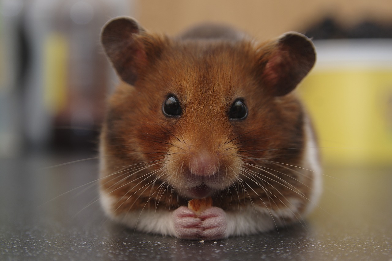 500 Free Hamsters Nature Images Pixabay