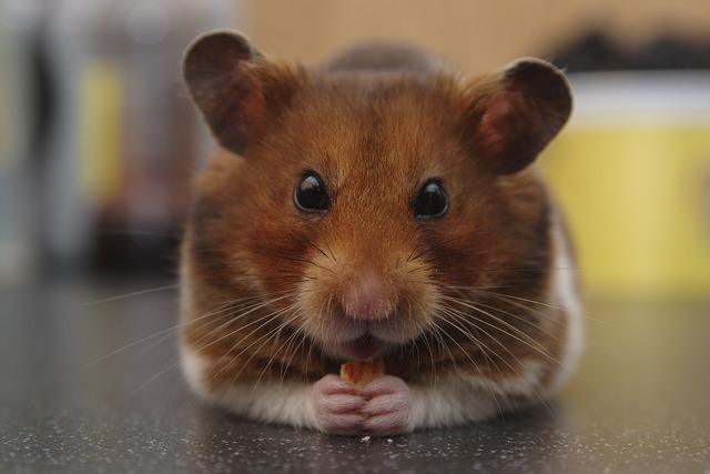 500 Free Hamsters Nature Images Pixabay