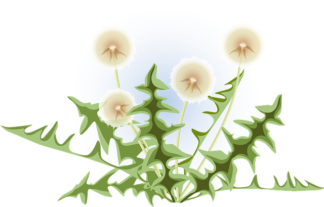 Free Dandelion Dandelions Dandelion Clock vector and picture