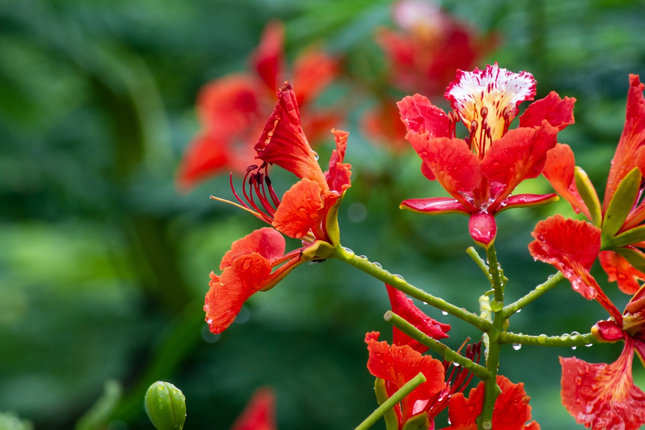 Flowers Petals Buds Free photo on Pixabay Pixabay