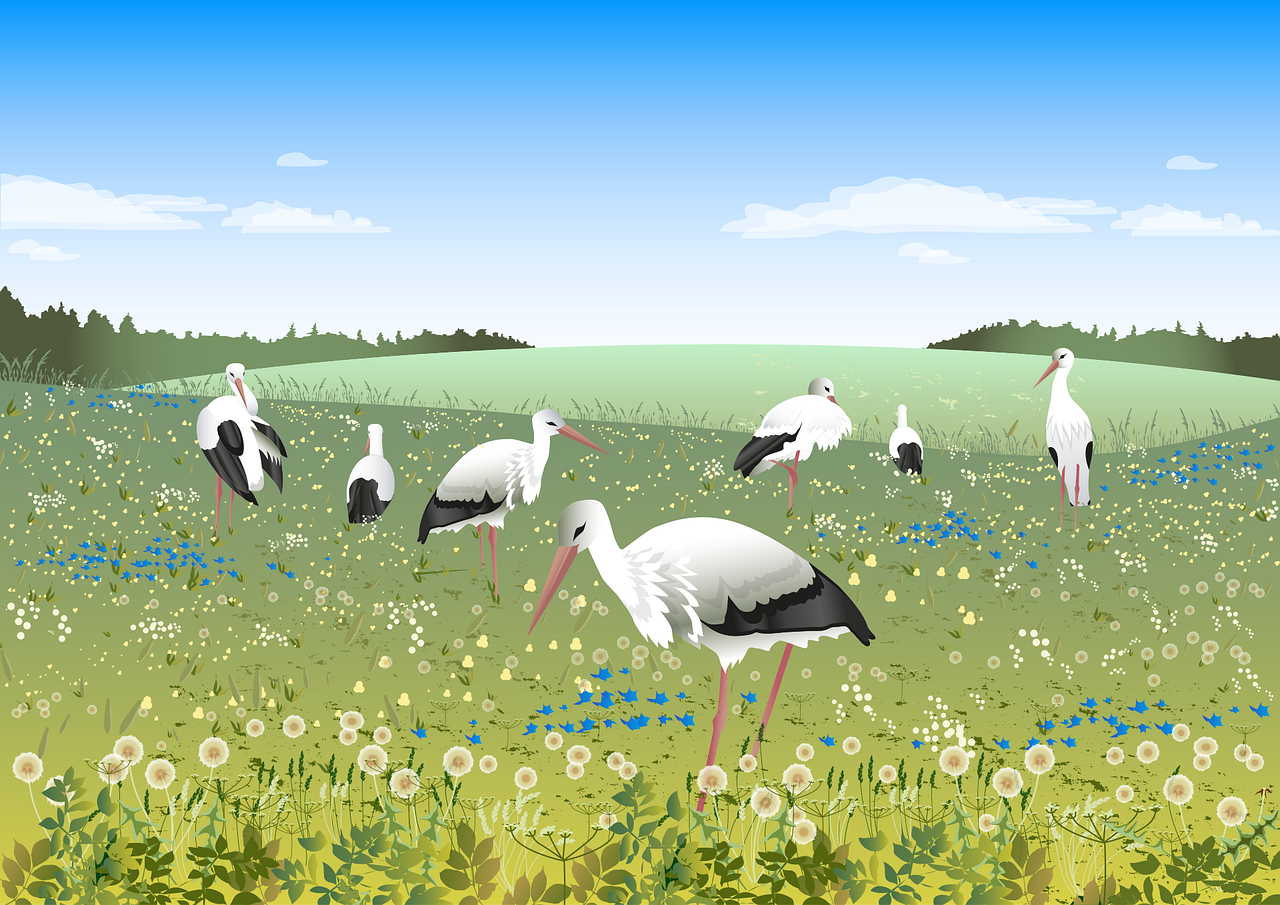 Free white stork storks birds vector