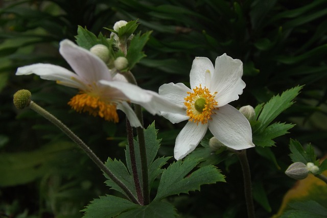 Anemon Blomma - Gratis foto på Pixabay - Pixabay