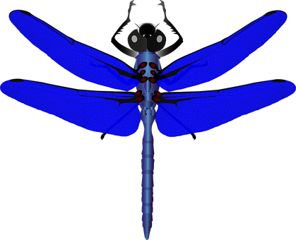 Libelle, Kobalt, Insekt, Natur, Blau