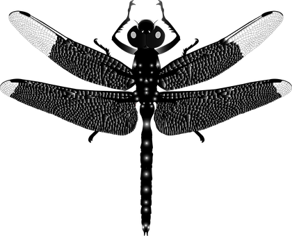 Libelle, Schwarz, Insekt, Natur, Flügel