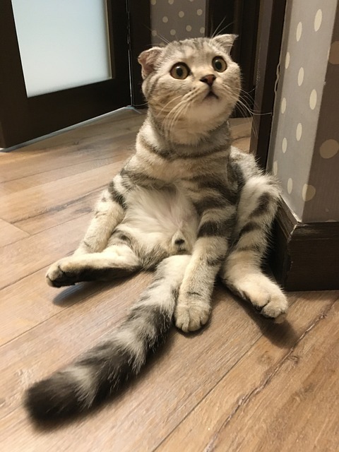 Free Cat Scottish Fold photo and picture