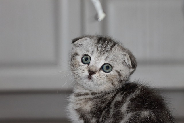 Free Cat Feline photo and picture