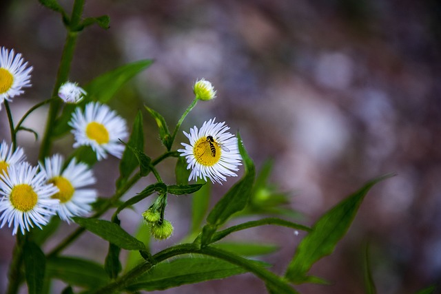 Free Flowers Petals photo and picture