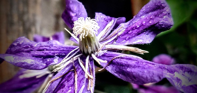 Blume, Blumentapete, Regen