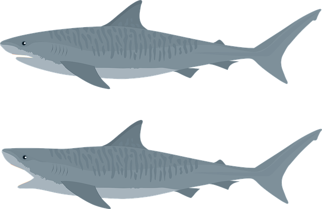 Free shark tiger shark fish illustration