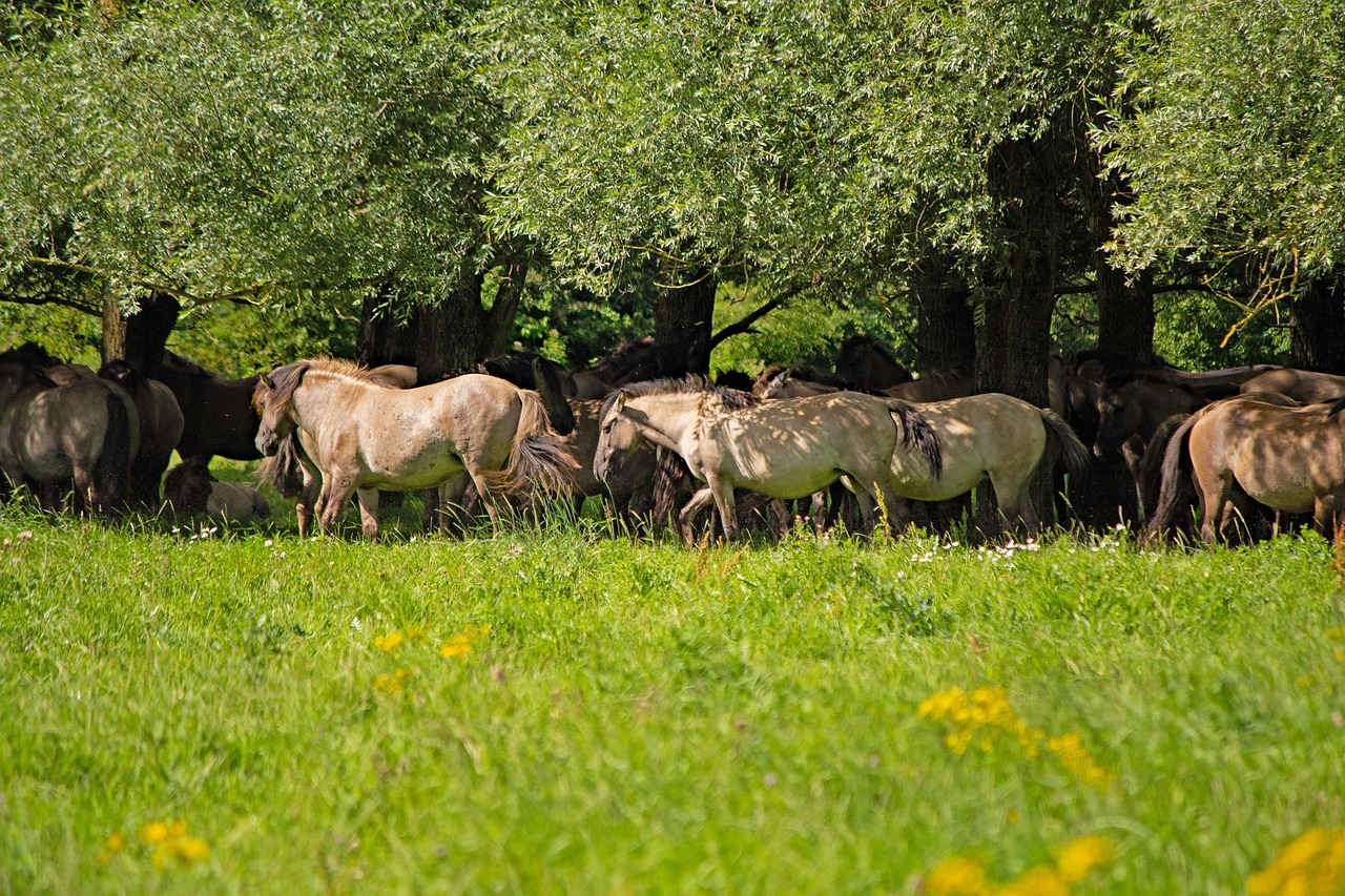 Konik Horses - free online jigsaw puzzle photo