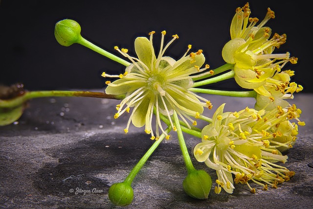 Baum, Pflanze, Blüte, Lindenblüte