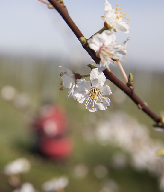 Bäume, Brach, Blumen, Blütenblätter