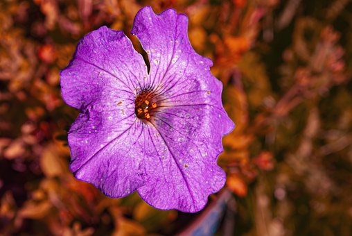 Blume, Blumentapete, Schöne Blumen