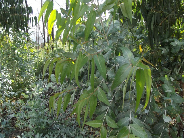 Free Eucalyptus Mount photo and picture