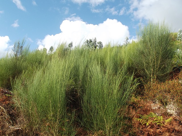 Free Xesta Broom photo and picture