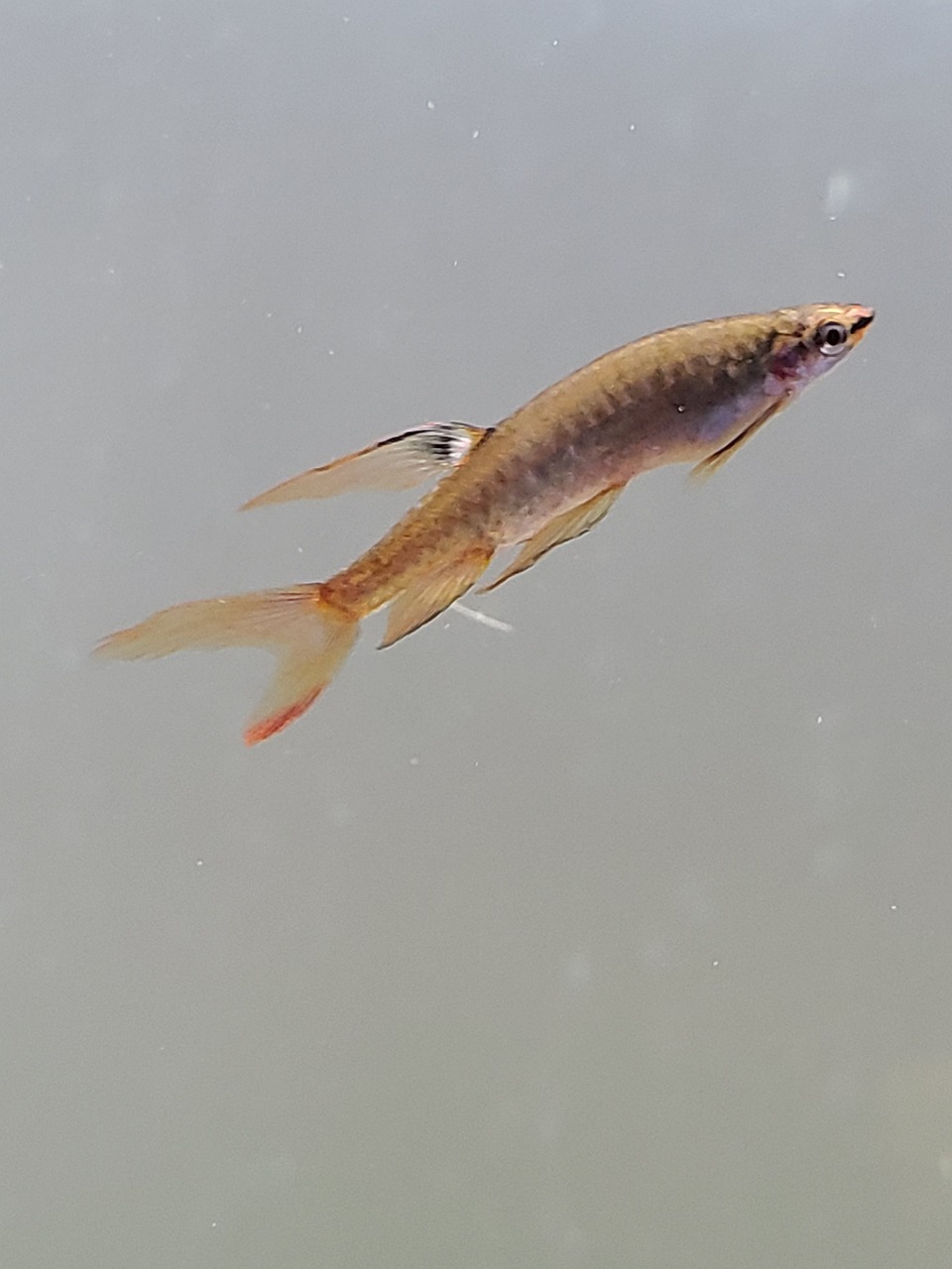Splash Tetra Aquarium Free photo on Pixabay Pixabay