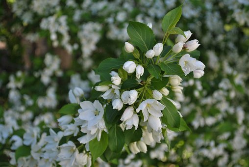 Цветы, Яблоня, Листья, Листва, Филиал