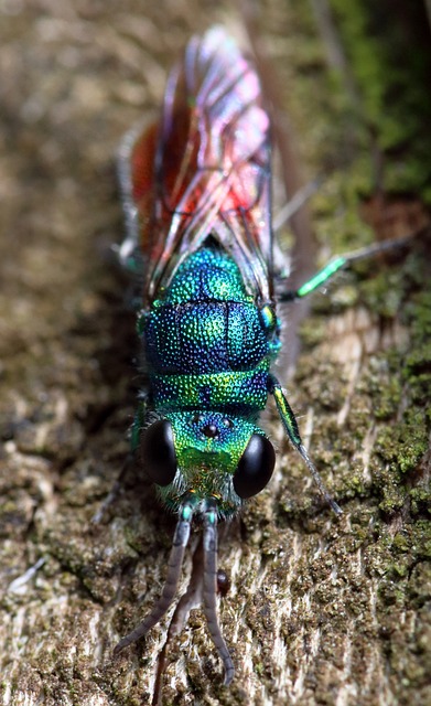 Free Ruby Tailed Wasp Cuckoo Wasp photo and picture