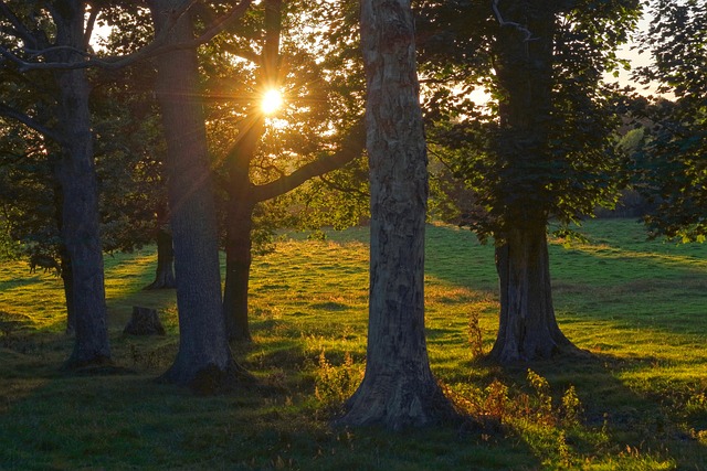 trees, sunset, golden hour, twilight, nature, evening, field, calm, scenery, landscape