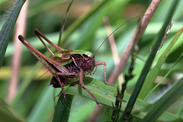 Free Bog Bush-Cricket Bug photo and picture