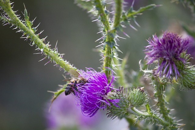 Free Purple Flowers Thistle photo and picture