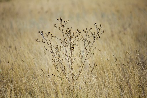 Campos, Pastagem, Natureza, Flora, Prado