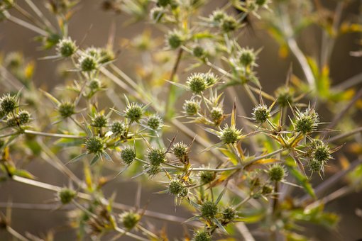 Flores, Espinhos, Fundo Flor