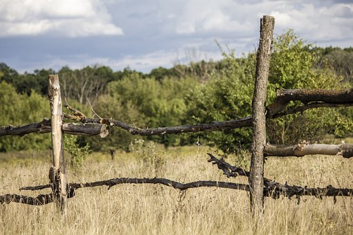 Floresta, Arvores, Campo, Fazenda, Relva