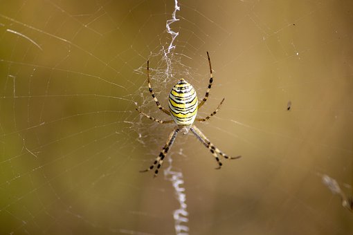 Macro, Aranha, Aracnídeo, Teia De Aranha