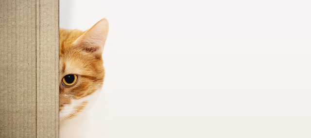Katt, Ansikte, Kartong, Rolig, Halv