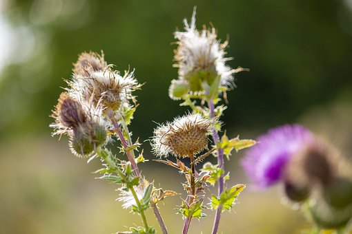 Flores, Lança Thistle, Cardo