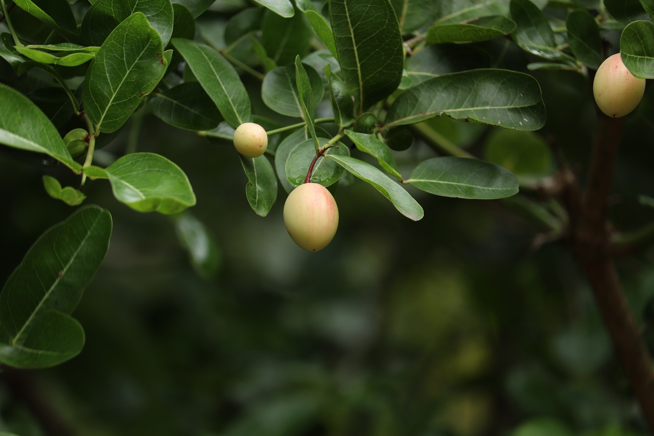 Kirsche Obst Kirschen - Kostenloses Foto auf Pixabay - Pixabay