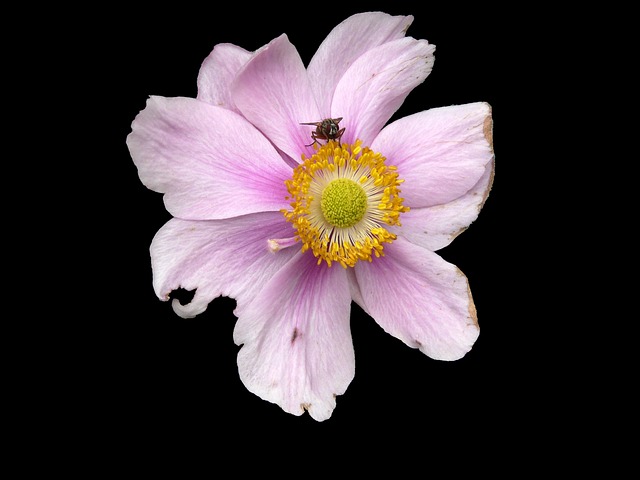 Free Flower Anemone photo and picture