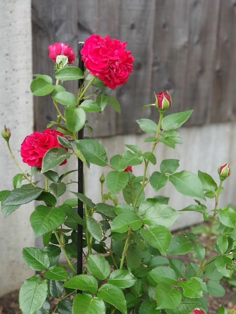Blomster, Nelliker, Rosa, Natur