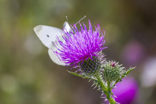 Flores, Lança Thistle, Cardo, Fundo Flor