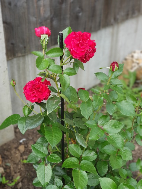 Blomster, Rosa, Natur, Sommer, Bloom