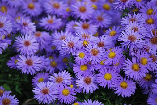 Blumen, Blumentapete, Aster, Pflanze