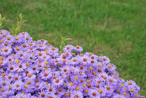 Blumen, Aster, Pflanze, Blumentapete
