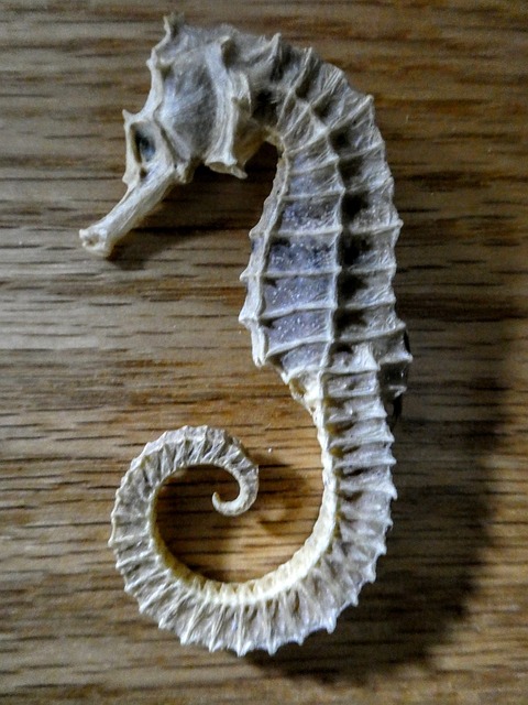 Free Seahorse Marine photo and picture