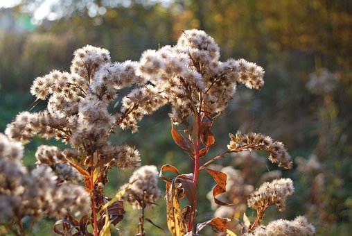 Sträucher, Blumen, Laub, Baum, Blätter