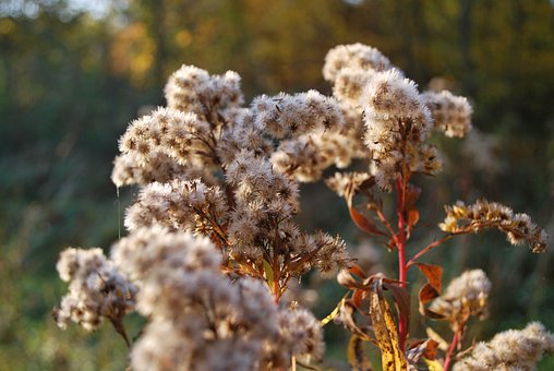 Sträucher, Blumen, Laub, Baum, Blätter