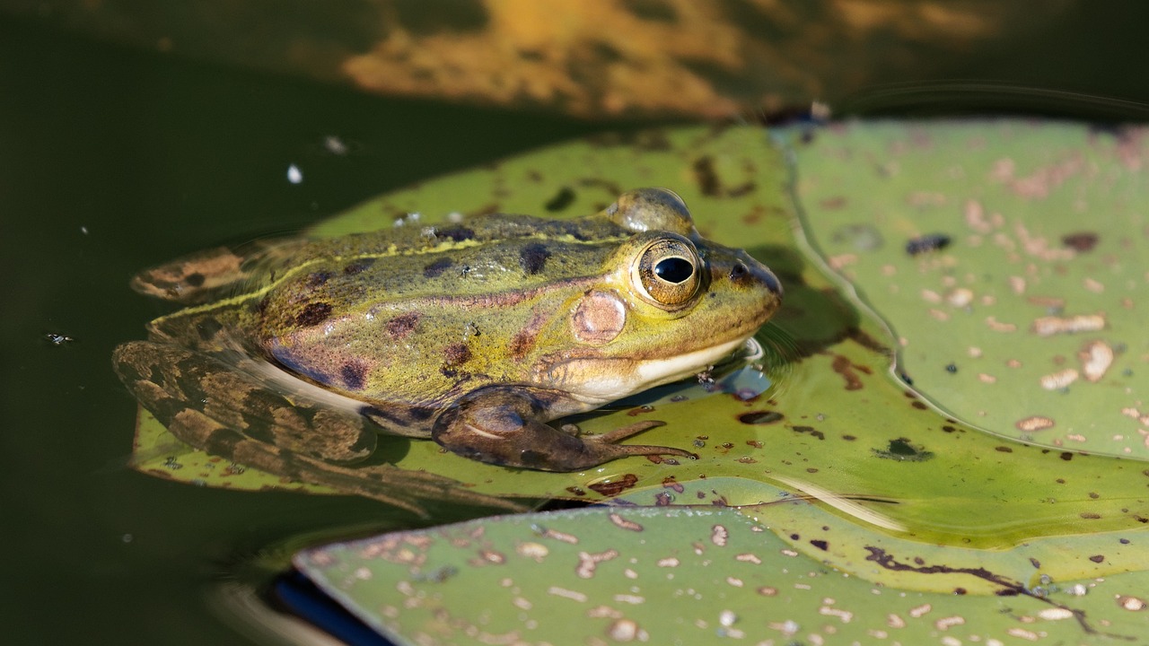 Frog - free online jigsaw puzzle photo
