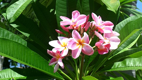 Free Plumeria Frangipani photo and picture