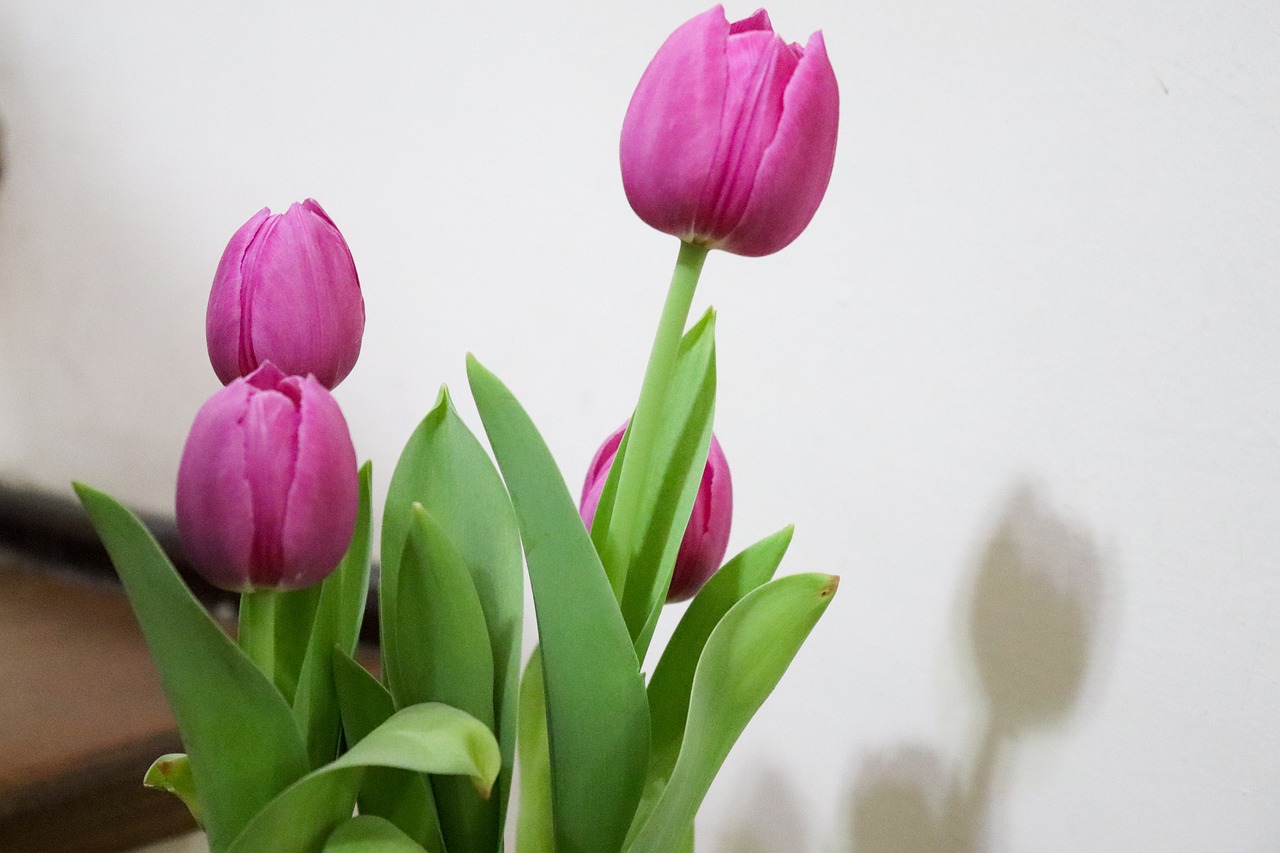 Tulipán Flor - Foto gratis en Pixabay - Pixabay