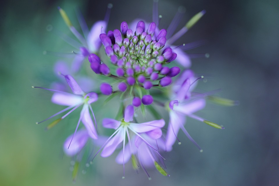 Free photos of Flower